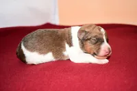 Teddy, a male Wire Fox Terrier for sale in Draper, VA – Photo 8 of 10