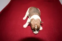 Teddy, a male Wire Fox Terrier for sale in Draper, VA – Photo 10 of 10