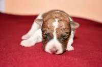 Teddy, a male Wire Fox Terrier for sale in Draper, VA – Photo 6 of 10