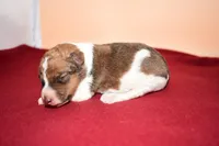 Teddy, a male Wire Fox Terrier for sale in Draper, VA – Photo 2 of 10