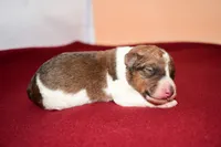 Teddy, a male Wire Fox Terrier for sale in Draper, VA – Photo 1 of 10