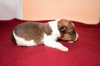 Teddy, a male Wire Fox Terrier for sale in Draper, VA – Photo 7 of 10