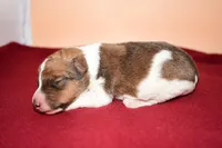 Teddy, a male Wire Fox Terrier for sale in Draper, VA – Photo 3 of 10