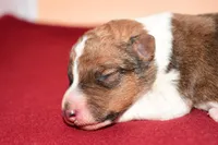 Teddy, a male Wire Fox Terrier for sale in Draper, VA – Photo 9 of 10