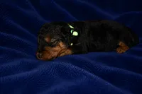 Patriot, a male Welsh Terrier for sale in Draper, VA – 2 of 6
