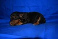 Cider, a male Welsh Terrier for sale in Draper, VA – 2 of 8