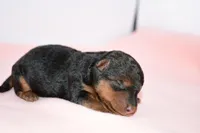 Emory, a female Welsh Terrier for sale in Draper, VA – Photo 9 of 9