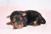 Emory, a female Welsh Terrier for sale in Draper, VA – Photo 8 of 9