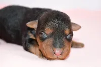 Emory, a female Welsh Terrier for sale in Draper, VA – Photo 5 of 9