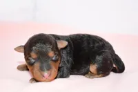 Emory, a female Welsh Terrier for sale in Draper, VA – Photo 4 of 9