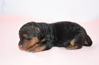 Emory, a female Welsh Terrier for sale in Draper, VA – Photo 7 of 9