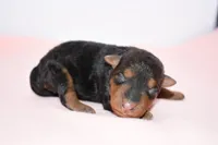 Emory, a female Welsh Terrier for sale in Draper, VA – Photo 3 of 9