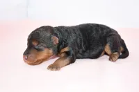 Emory, a female Welsh Terrier for sale in Draper, VA – Photo 6 of 9