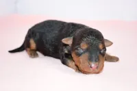 Emory, a female Welsh Terrier for sale in Draper, VA – Photo 2 of 9