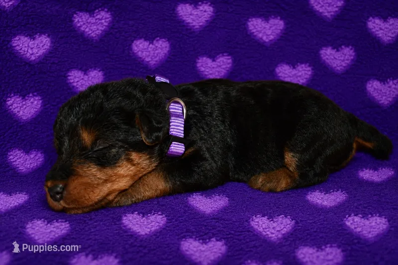 Freedom – Welsh Terrier puppy for sale in Draper, VA