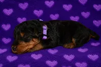 Freedom, a female Welsh Terrier for sale in Draper, VA – 1 of 6