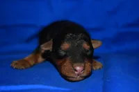 Cider, a male Welsh Terrier for sale in Draper, VA – 3 of 8