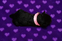 Spirit, a female Welsh Terrier for sale in Draper, VA – 6 of 6