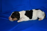 Brewster, a male Wire Fox Terrier for sale in Draper, VA – 4 of 6