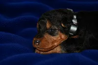 Tribute, a male Welsh Terrier for sale in Draper, VA – 6 of 7