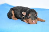 Roland, a male Welsh Terrier for sale in Draper, VA – Photo 9 of 10