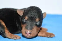 Roland, a male Welsh Terrier for sale in Draper, VA – Photo 10 of 10