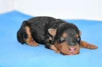 Roland, a male Welsh Terrier for sale in Draper, VA – Photo 1 of 10
