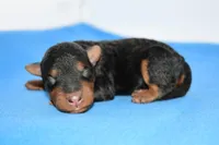 Roland, a male Welsh Terrier for sale in Draper, VA – Photo 4 of 10