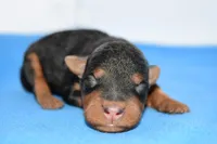 Roland, a male Welsh Terrier for sale in Draper, VA – Photo 2 of 10