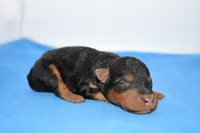 Roland, a male Welsh Terrier for sale in Draper, VA – Photo 7 of 10