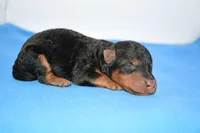 Roland, a male Welsh Terrier for sale in Draper, VA – Photo 8 of 10