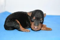 Roland, a male Welsh Terrier for sale in Draper, VA – Photo 6 of 10