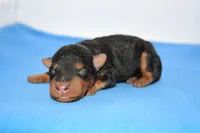 Roland, a male Welsh Terrier for sale in Draper, VA – Photo 3 of 10