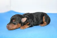 Roland, a male Welsh Terrier for sale in Draper, VA – Photo 5 of 10