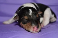 Daisy , a male Wire Fox Terrier for sale in Draper, VA – 6 of 7