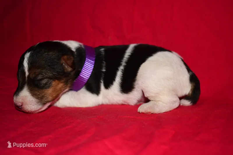 Petunia – Wire Fox Terrier puppy for sale in Draper, VA