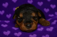 Liberty, a female Welsh Terrier for sale in Draper, VA – 6 of 7