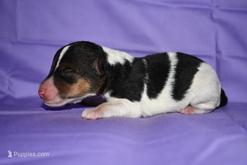Petunia – Wire Fox Terrier puppy for sale in Draper, VA