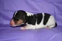 Petunia, a male Wire Fox Terrier for sale in Draper, VA – 1 of 10