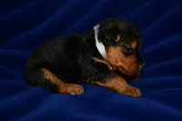 Tribute, a male Welsh Terrier for sale in Draper, VA – 2 of 7