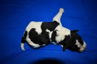 Brewster, a male Wire Fox Terrier for sale in Draper, VA – 6 of 6