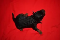 Timber, a female Welsh Terrier for sale in Draper, VA – 10 of 10