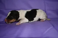 Sunflower, a male Wire Fox Terrier for sale in Draper, VA – 6 of 9