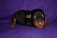 Pumpkin, a female Welsh Terrier for sale in Draper, VA – 2 of 10