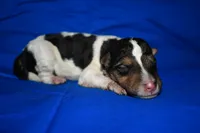 Arlo, a male Wire Fox Terrier for sale in Draper, VA – 4 of 7