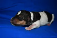 Wilbur, a male Wire Fox Terrier for sale in Draper, VA – 6 of 7