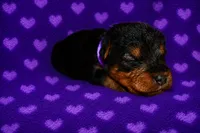 Freedom, a female Welsh Terrier for sale in Draper, VA – 2 of 6