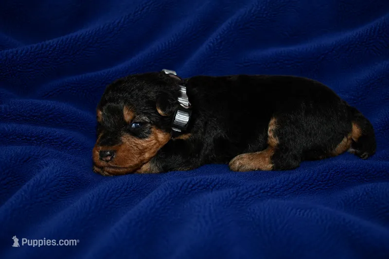 Tribute – Welsh Terrier puppy for sale in Draper, VA