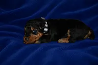 Tribute, a male Welsh Terrier for sale in Draper, VA – 1 of 7