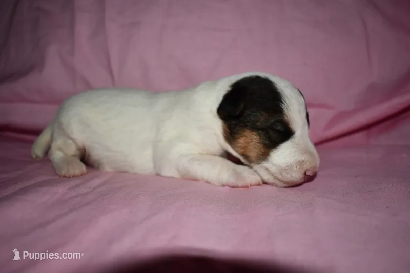 Snow Bell – Wire Fox Terrier puppy for sale in Draper, VA